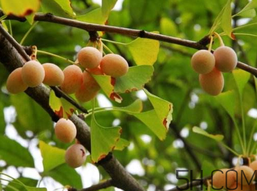 銀杏果可以吃嗎 銀杏果可以生吃嗎 銀杏果可以吃嗎 銀杏果可以生吃嗎