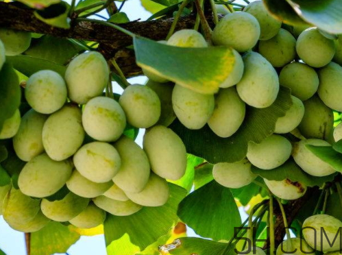 銀杏果可以吃嗎 銀杏果可以生吃嗎 銀杏果可以吃嗎 銀杏果可以生吃嗎