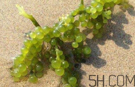 海葡萄有什么功效？海葡萄人工養(yǎng)殖條件