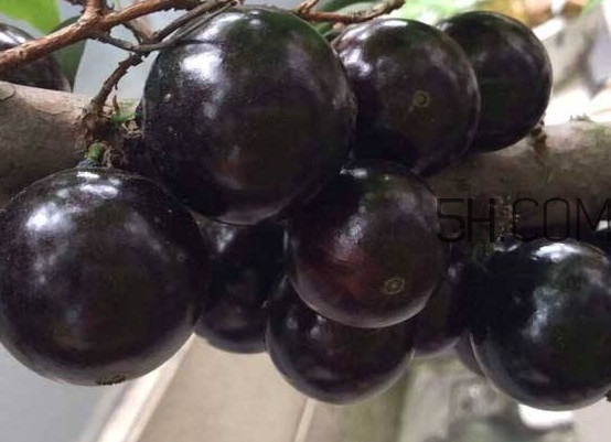 嘉寶果幾年結(jié)果？嘉寶果好吃嗎