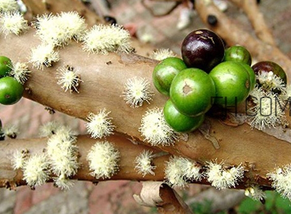 嘉寶果怎么吃？嘉寶果什么時候種植