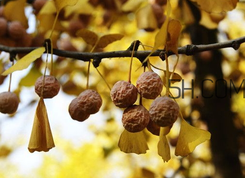 銀杏果可以煮著吃嗎 銀杏果可以炒著吃嗎 銀杏果可以煮著吃嗎 銀杏果可以炒著吃嗎