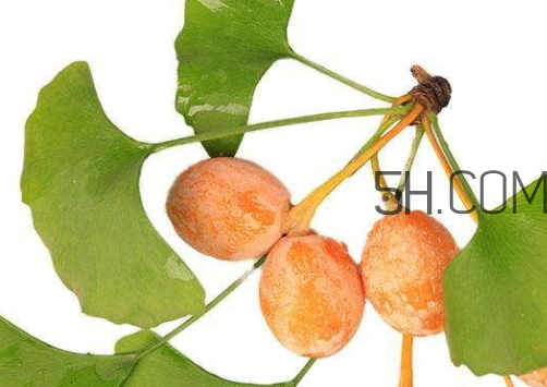 銀杏果可以煮著吃嗎 銀杏果可以炒著吃嗎 銀杏果可以煮著吃嗎 銀杏果可以炒著吃嗎