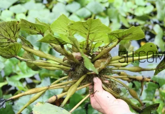 菱角好吃嗎？菱角長在什么地方