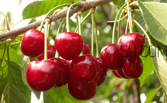 櫻桃是涼性還是熱性？櫻桃不能和什么一起吃？