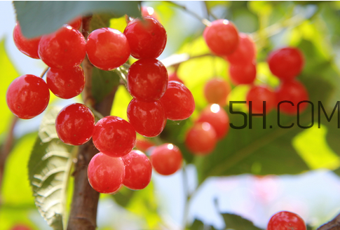 櫻桃是涼性還是熱性？櫻桃不能和什么一起吃？