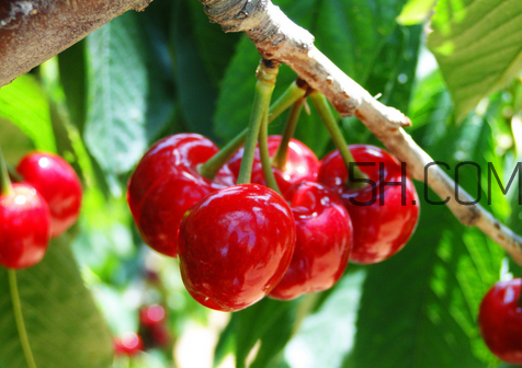 櫻桃可以天天吃嗎？櫻桃的營養(yǎng)價值