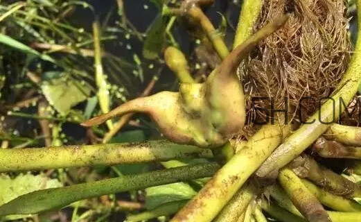 菱角好吃嗎？菱角長在什么地方