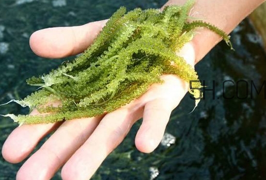 海葡萄怎么保存？海葡萄都有那些吃法