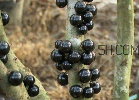 嘉寶果幾年結(jié)果？嘉寶果好吃嗎