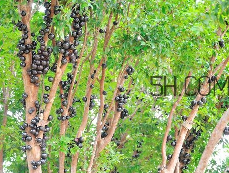 嘉寶果怎么吃？嘉寶果什么時候種植