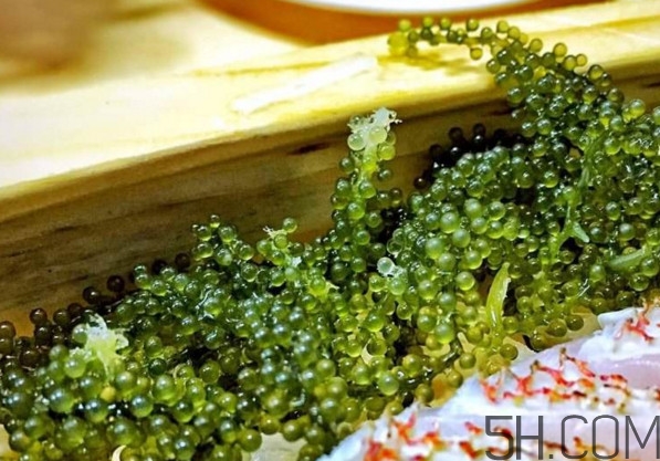 海葡萄有什么功效？海葡萄人工養(yǎng)殖條件