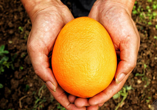 褚橙什么牌子最正宗？褚橙的種植技術(shù)