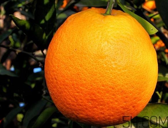 褚橙真的那么好吃嗎？褚橙哪里可以買到