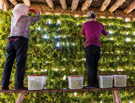 葡萄干怎么做的？葡萄干是酸性還是堿性