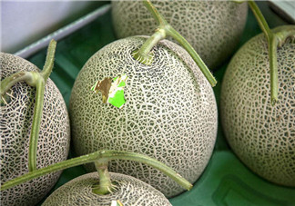 怎么看哈密瓜是否成熟？哈密瓜和牛奶能同時(shí)吃嗎？
