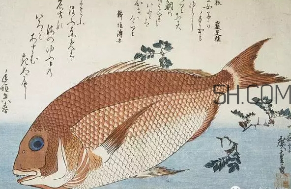 鯛魚(yú)是什么魚(yú)？鯛魚(yú)是什么樣子的