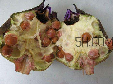 芡實(shí)有什么作用？芡實(shí)是哪里的特產(chǎn)