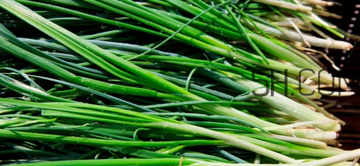 如何挑選新鮮的韭菜？野韭菜與韭菜的區(qū)別