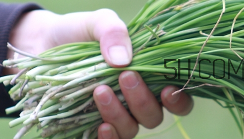 如何挑選新鮮的韭菜？野韭菜與韭菜的區(qū)別