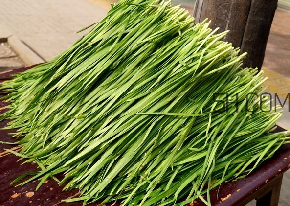 立秋后可以種韭菜嗎？怎樣種韭菜？