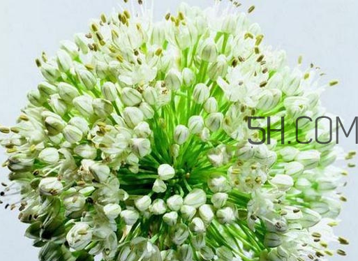 什么人不能吃韭菜花？肝火旺可以吃韭菜嗎？