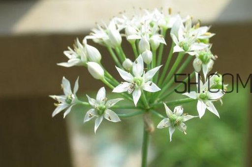 什么人不能吃韭菜花？肝火旺可以吃韭菜嗎？