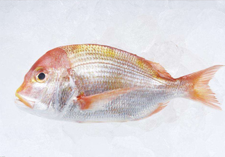 鯛魚(yú)是什么魚(yú)？鯛魚(yú)是什么樣子的