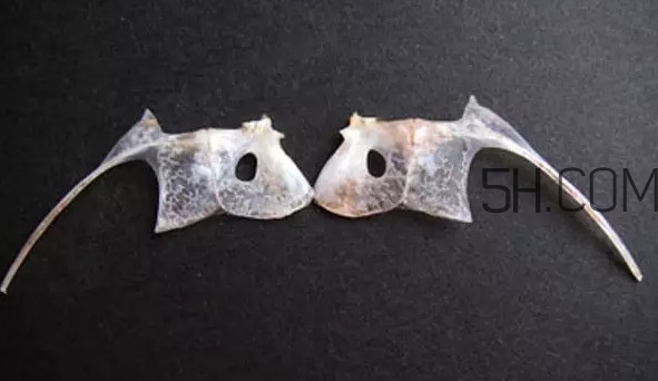 鯛魚(yú)是什么魚(yú)？鯛魚(yú)是什么樣子的