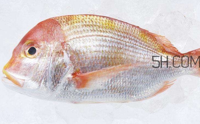 鯛魚(yú)是什么魚(yú)？鯛魚(yú)是什么樣子的