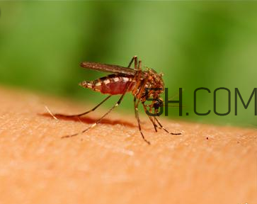 嬰兒肚臍眼鼓出來是怎么回事？蚊蟲叮咬嬰兒應(yīng)該怎么辦？