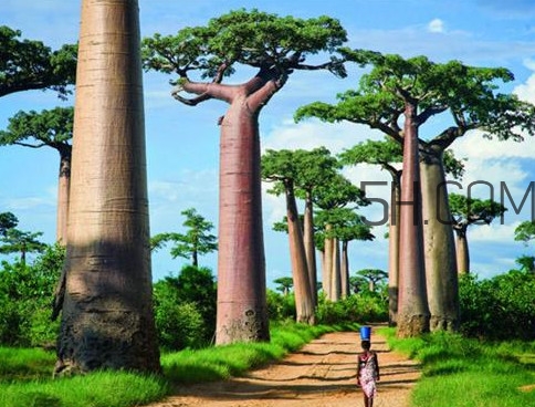 猴面包樹果實(shí)好吃嗎？猴面包樹果實(shí)怎么吃