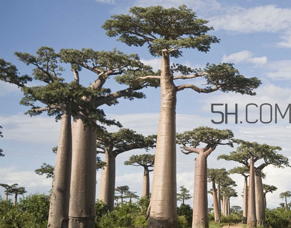 猴面包樹(shù)生長(zhǎng)在哪里？猴面包樹(shù)名字的由來(lái)