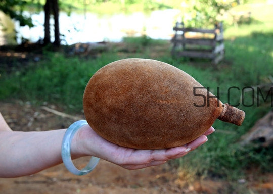 猴面包樹和面包樹有什么區(qū)別？猴面包樹果實叫什么