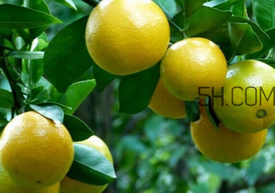 皇帝柑是哪里的特產(chǎn)？皇帝柑是熱性還是涼性？