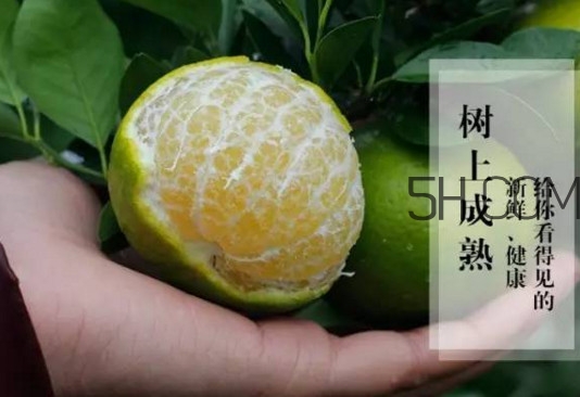 皇帝柑是橘子嗎？皇帝柑怎么保存