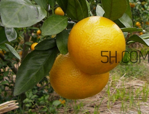 皇帝柑什么時候成熟？皇帝柑什么人不能吃
