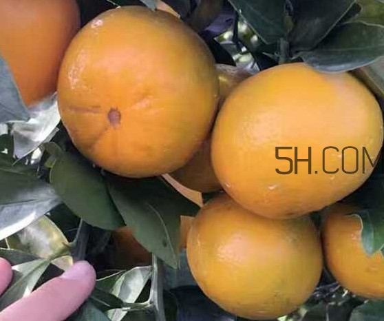 種皇帝柑1棵成本多少？皇帝柑怎么種植