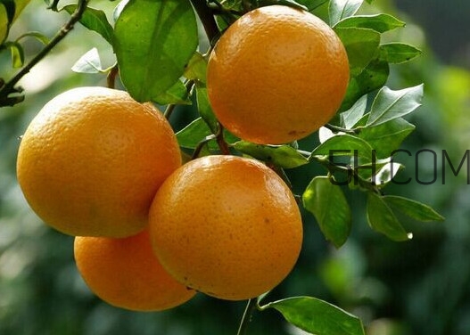 皇妃貢柑和皇帝柑有什么不同？皇帝柑的熱量是多少