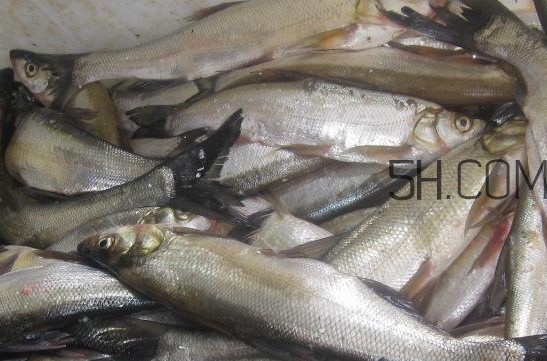 刁子魚是淡水魚嗎？刁子魚怎么釣