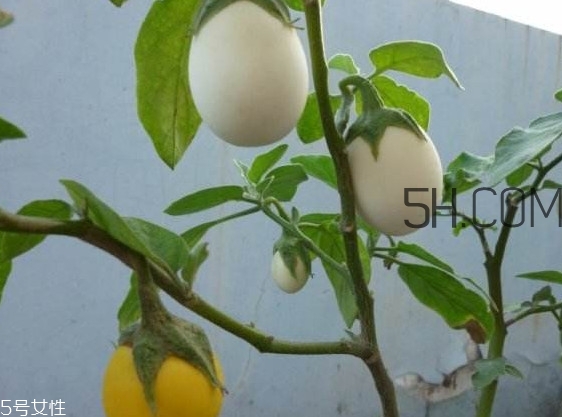 蛋樹果實可以吃嗎？蛋樹長什么樣