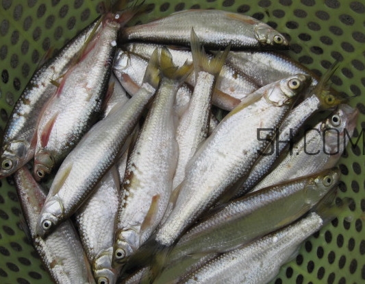 刁子魚是什么魚？刁子魚是翹嘴鲌嗎