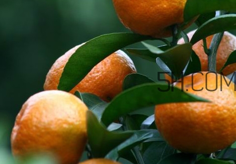 皇帝柑是哪里的特產(chǎn)？皇帝柑是熱性還是涼性？