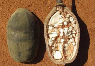 猴面包樹果實好吃嗎？猴面包樹果實怎么吃