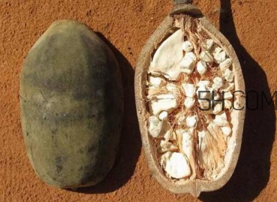 猴面包樹果實(shí)好吃嗎？猴面包樹果實(shí)怎么吃