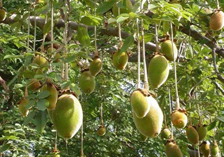 猴面包樹和面包樹有什么區(qū)別？猴面包樹果實(shí)叫什么