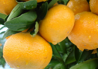 皇妃貢柑和皇帝柑有什么不同？皇帝柑的熱量是多少