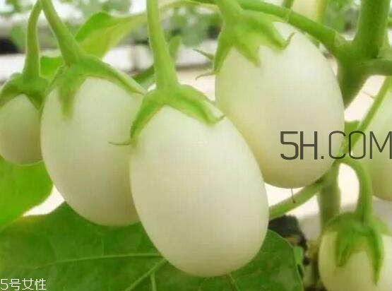 蛋樹(shù)可以種植嗎？蛋樹(shù)苗哪里可以買到