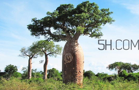 猴面包樹和面包樹有什么區(qū)別？猴面包樹果實叫什么