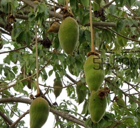 猴面包樹(shù)生長(zhǎng)在哪里？猴面包樹(shù)名字的由來(lái)